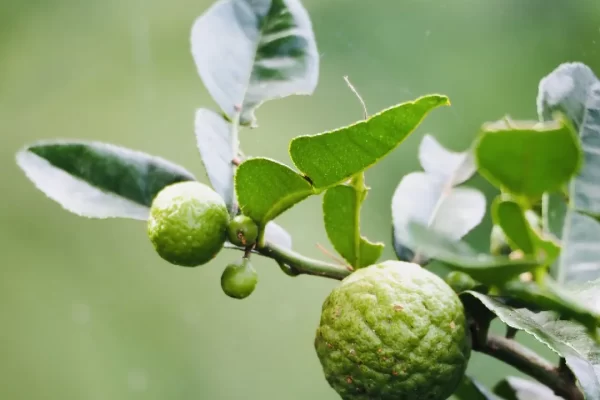 How Can Kaffir Limes Help To Healthy Life